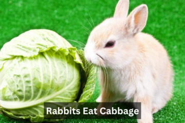 Rabbits Eat Cabbage