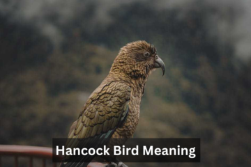 Hancock Bird Meaning