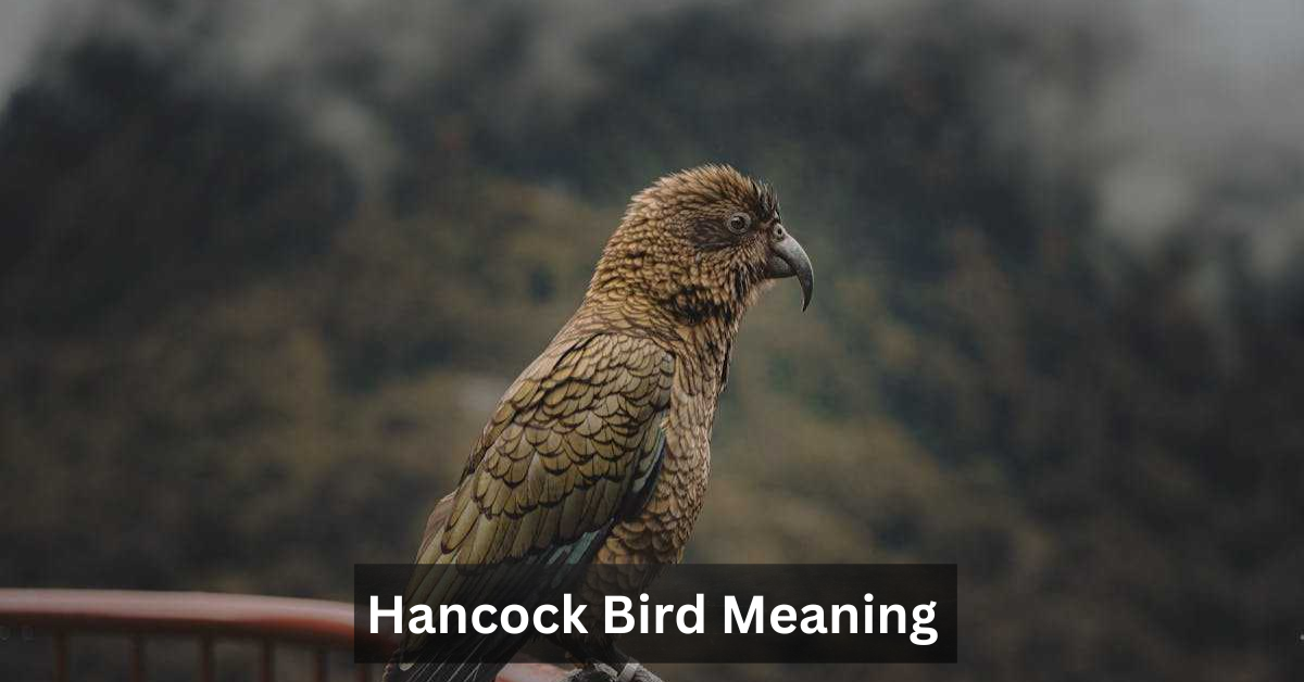 Hancock Bird Meaning